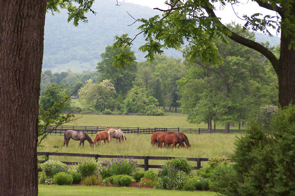 Windsor Farm